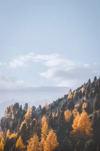 leaf, cloud, tree, wilderness, mountain wallpaper