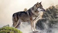 Majestic Wolf Standing on Rocky Terrain