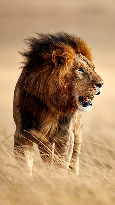 Lion majestueux errant dans les prairies sauvages