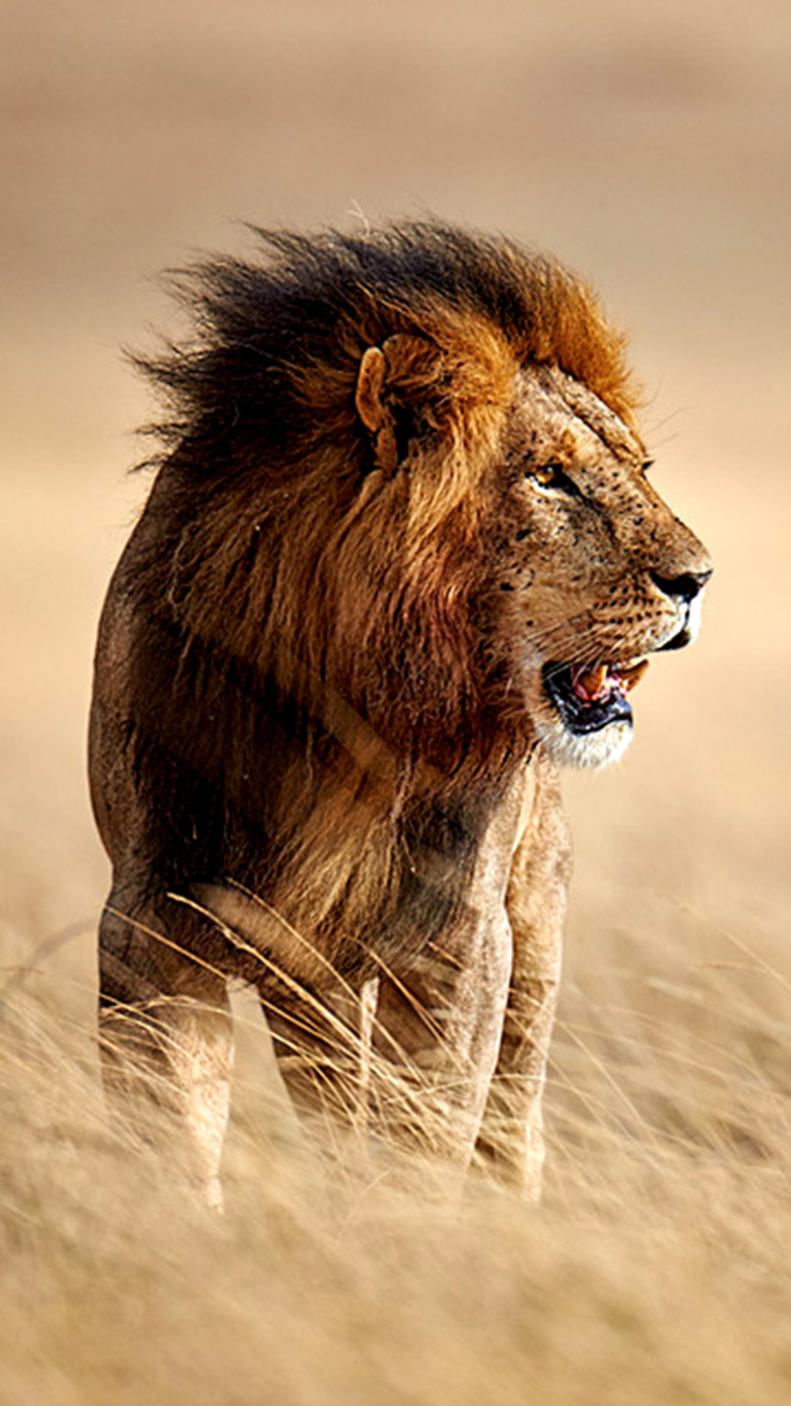 lion, wild Download Wallpaper