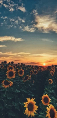 schön, kreativ, natur, fotografie, sommer