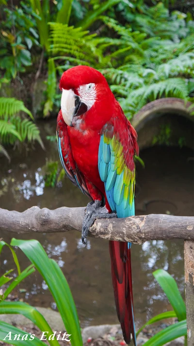 vogel, ara, papagei, wildleben, zoo