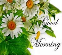 Good Morning with Fresh Daisies