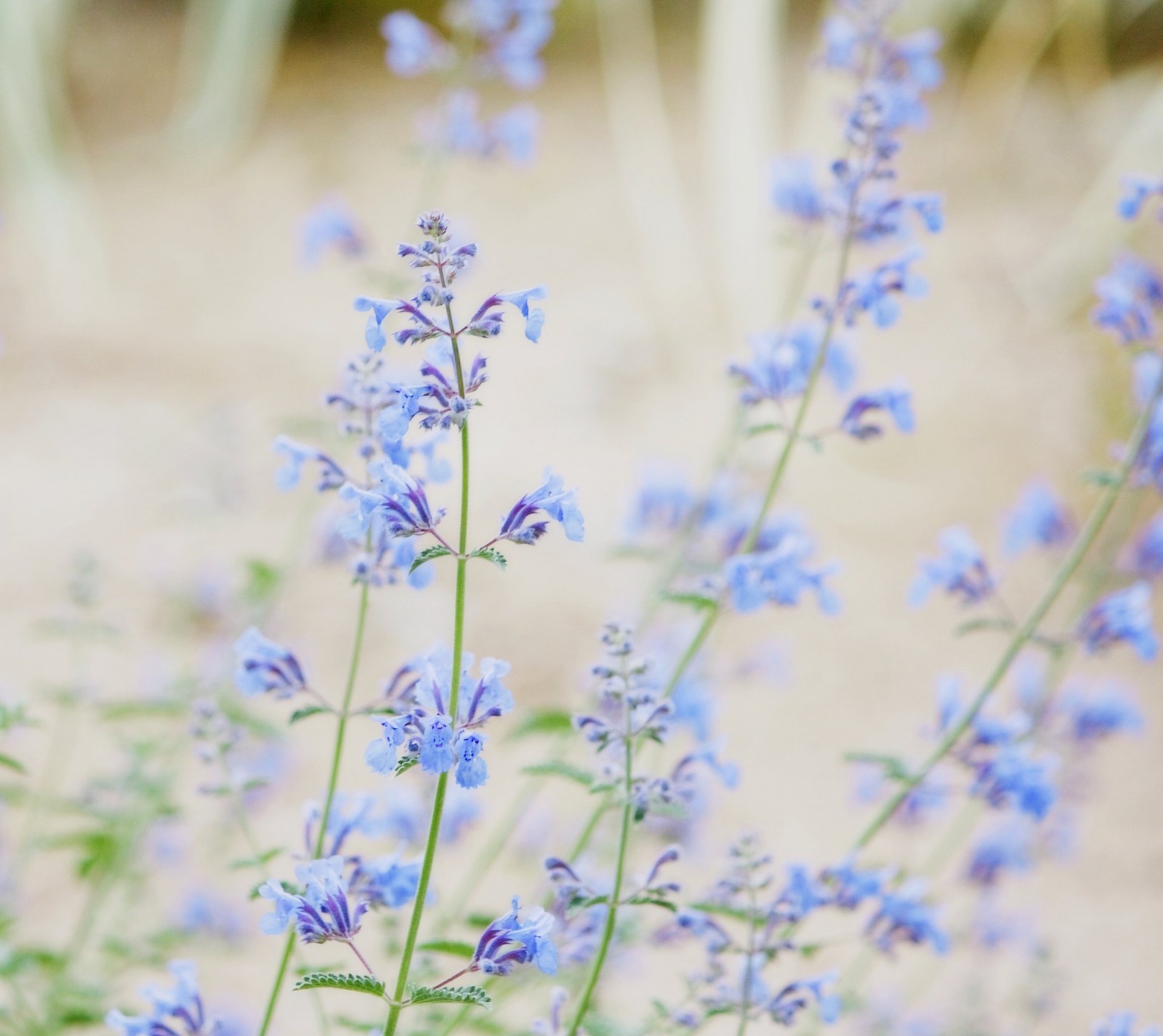 Flores roxas em um campo com um fundo embaçado (florescimento, azul, desfoque, fofo, flor)