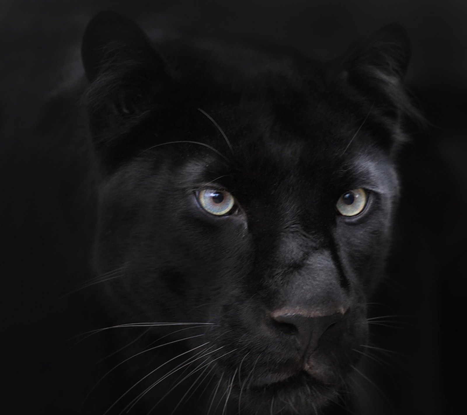 Um close-up de uma pantera negra com olhos azuis e um fundo preto (animais, grandes felinos, pantera negra)