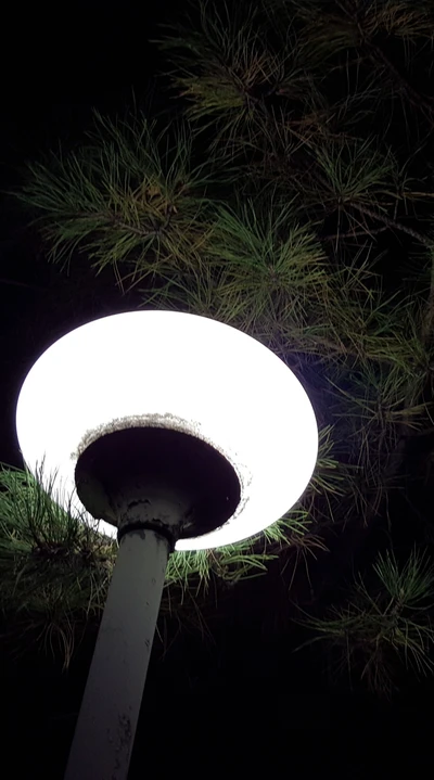 Farola iluminada bajo ramas de pino por la noche