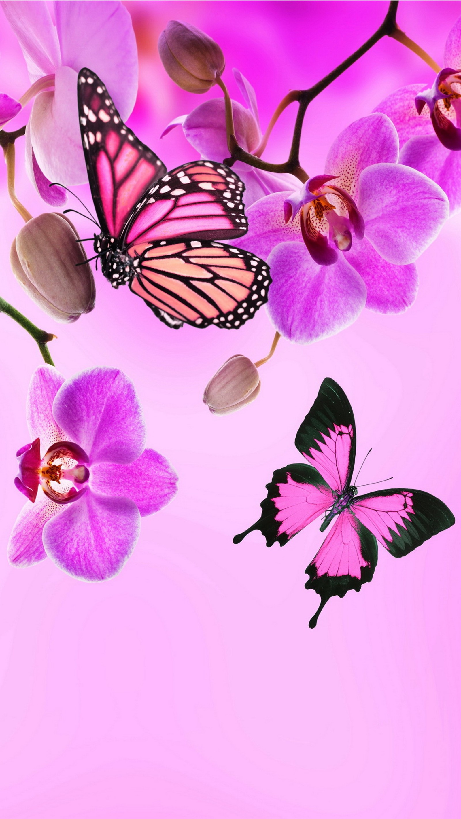 Mariposas y orquídeas sobre un fondo rosa con un cielo rosa (mariposas, flores, orquídea, rosa)