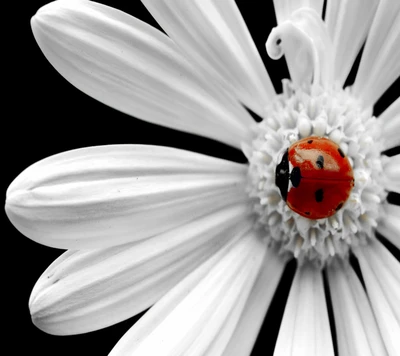 Uma flor branca impressionante com uma vibrante joaninha vermelha pousada em seu centro.