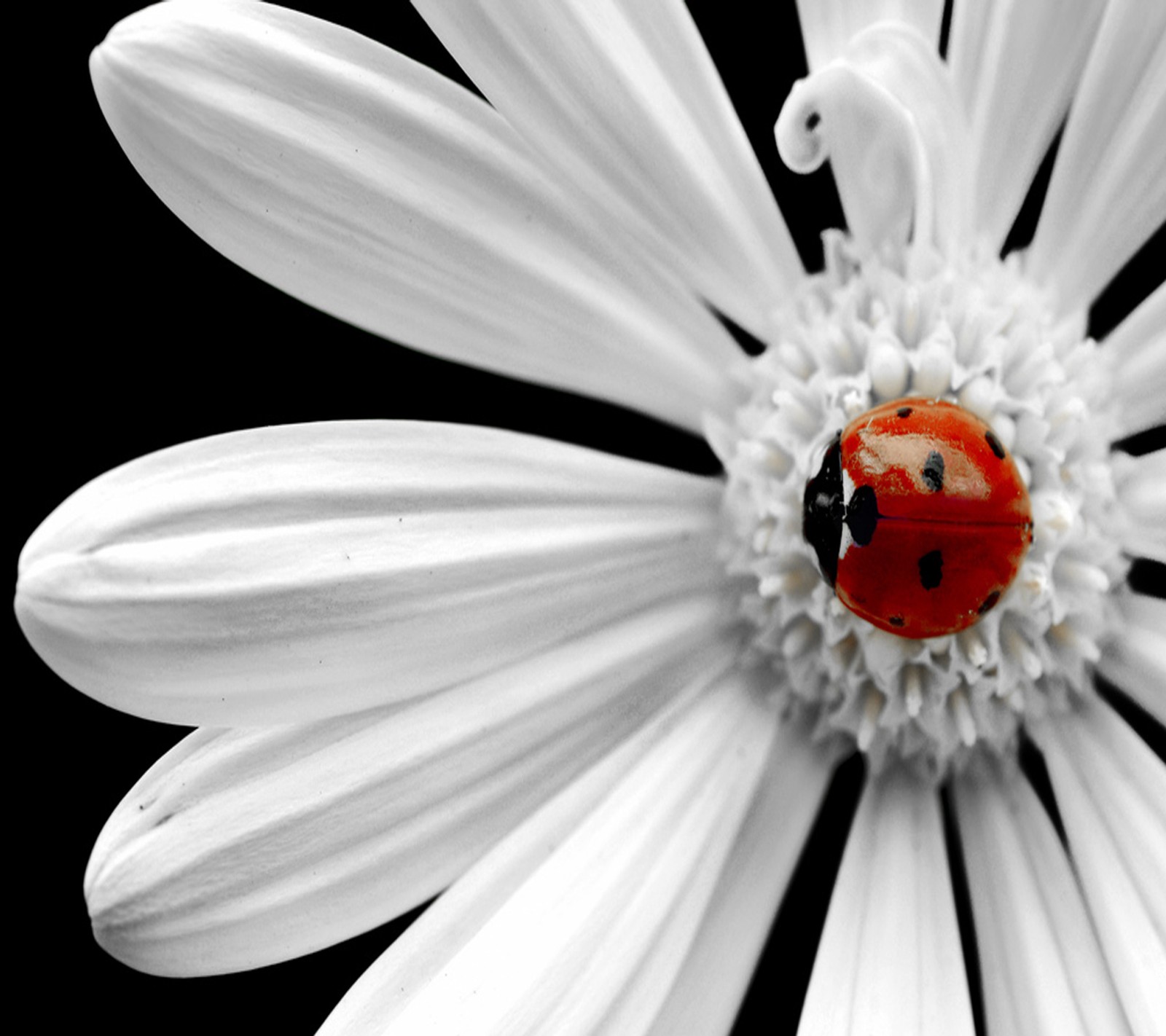 A close up of a ladybug on a white flower with a black background (beautiful, flower)