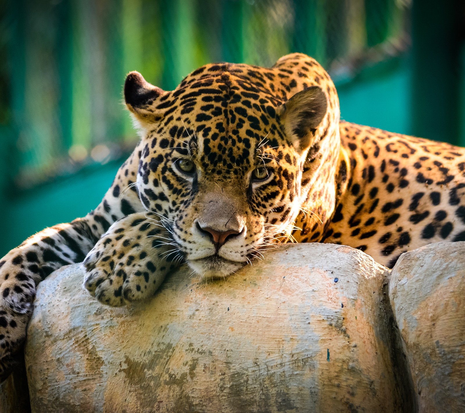 Hay un leopardo acostado sobre una roca (animal, cat, leopardo, lugar)