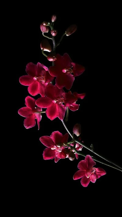 Vibrant Red Orchids Against a Dark Background