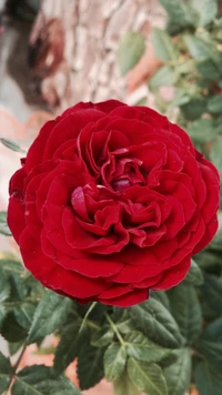 Vibrant Red Miniature Rose in Bloom