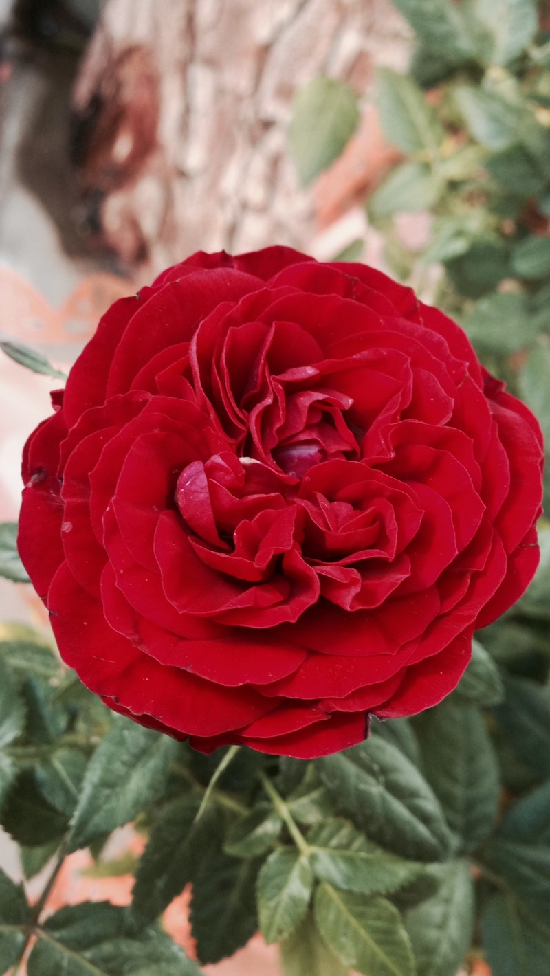 Красная роза, распускающаяся в саду (киддобенн, miniature rose, роза, розы)