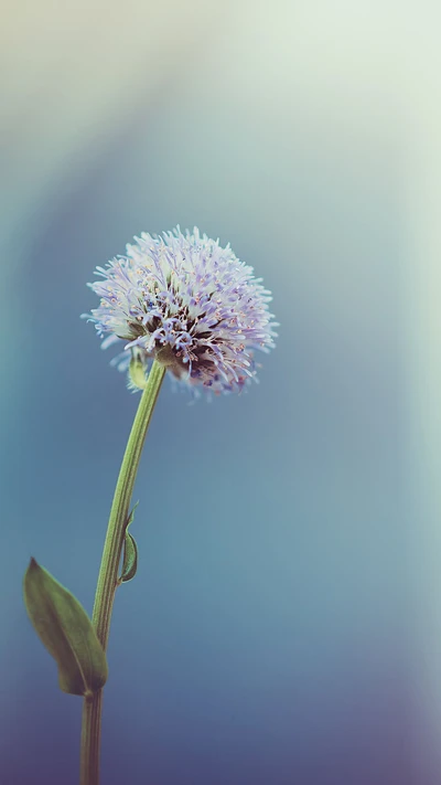 flor, branco