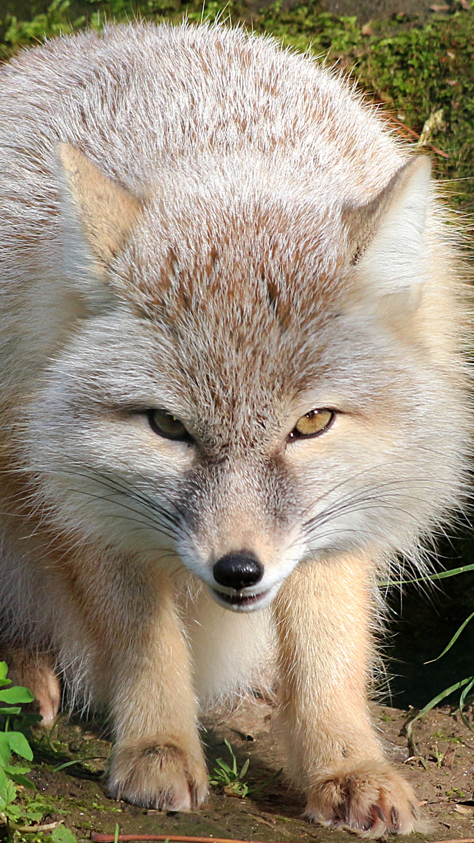 There is a small white and brown fox walking on the ground (eurasian, fox, steppes)