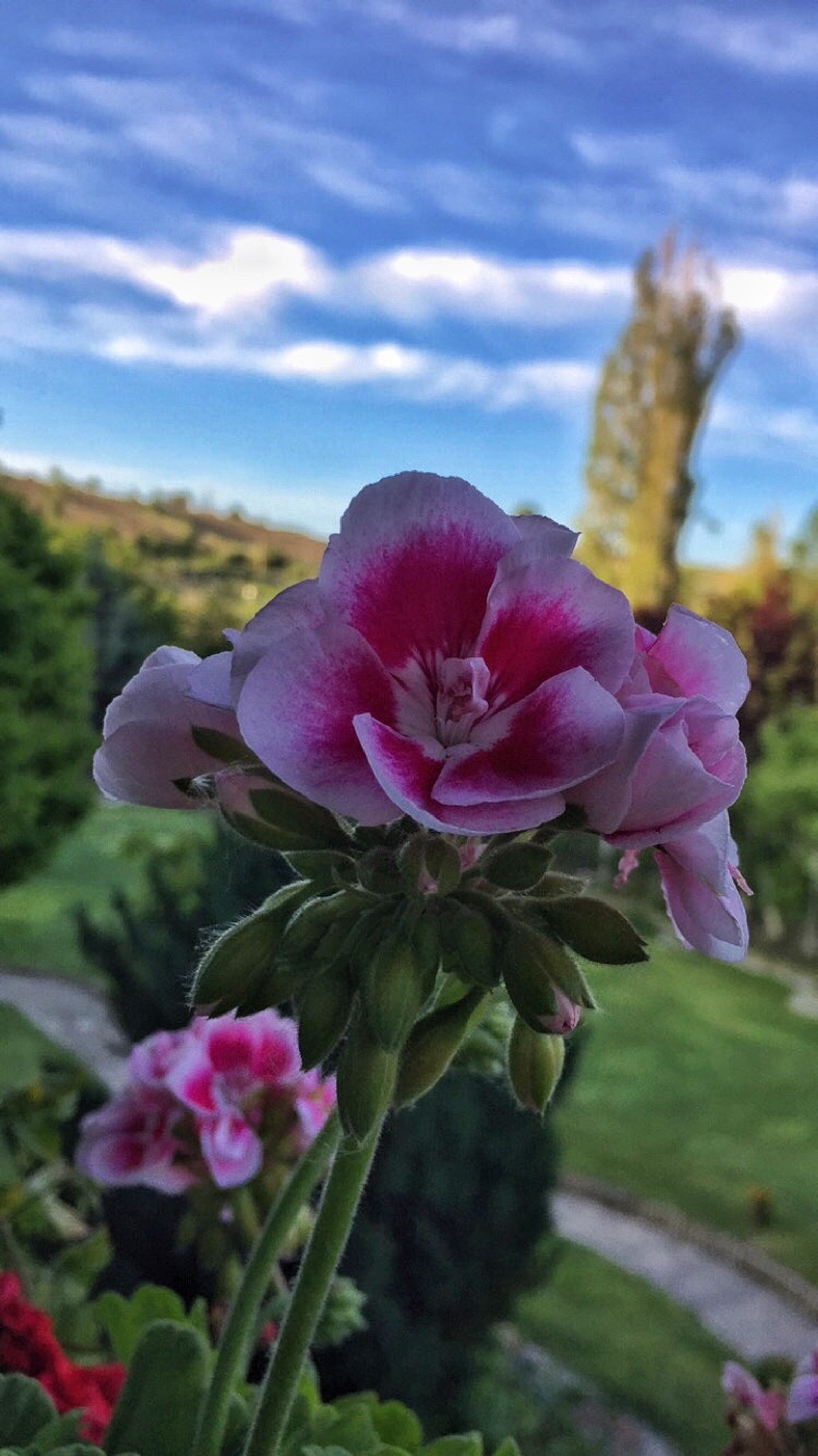 Há uma flor rosa que está em um vaso (outono, flor, flores, paisagem, amor)