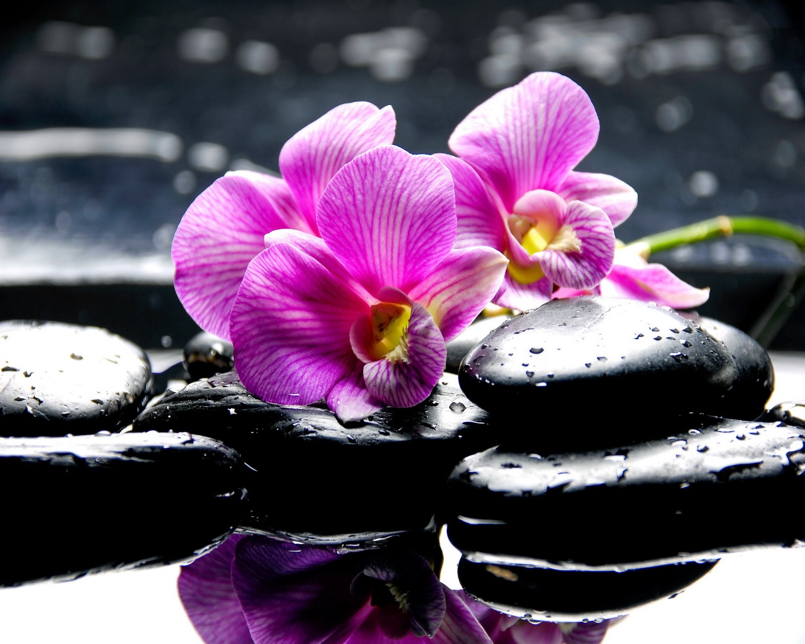 Orquídea morada y piedras negras sobre una superficie reflectante (negro, gotas, orquídeas, rosa, spa)