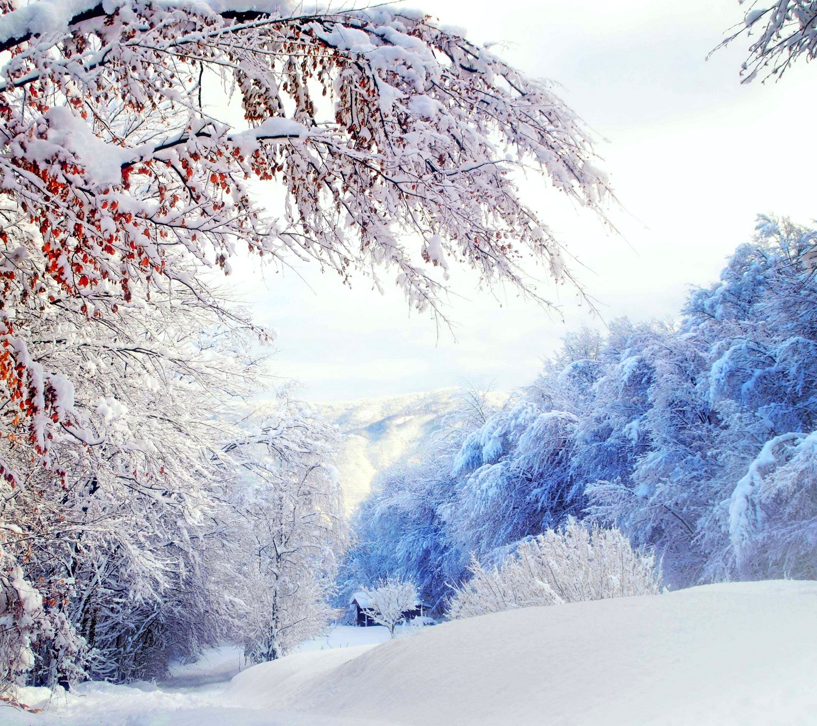 Snowy trees and snow covered ground with a bench in the middle (forest snow house, landscape, trees, winter white)