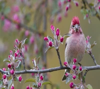 Springtime Bird Among Blossoming Flowers in Belgrade