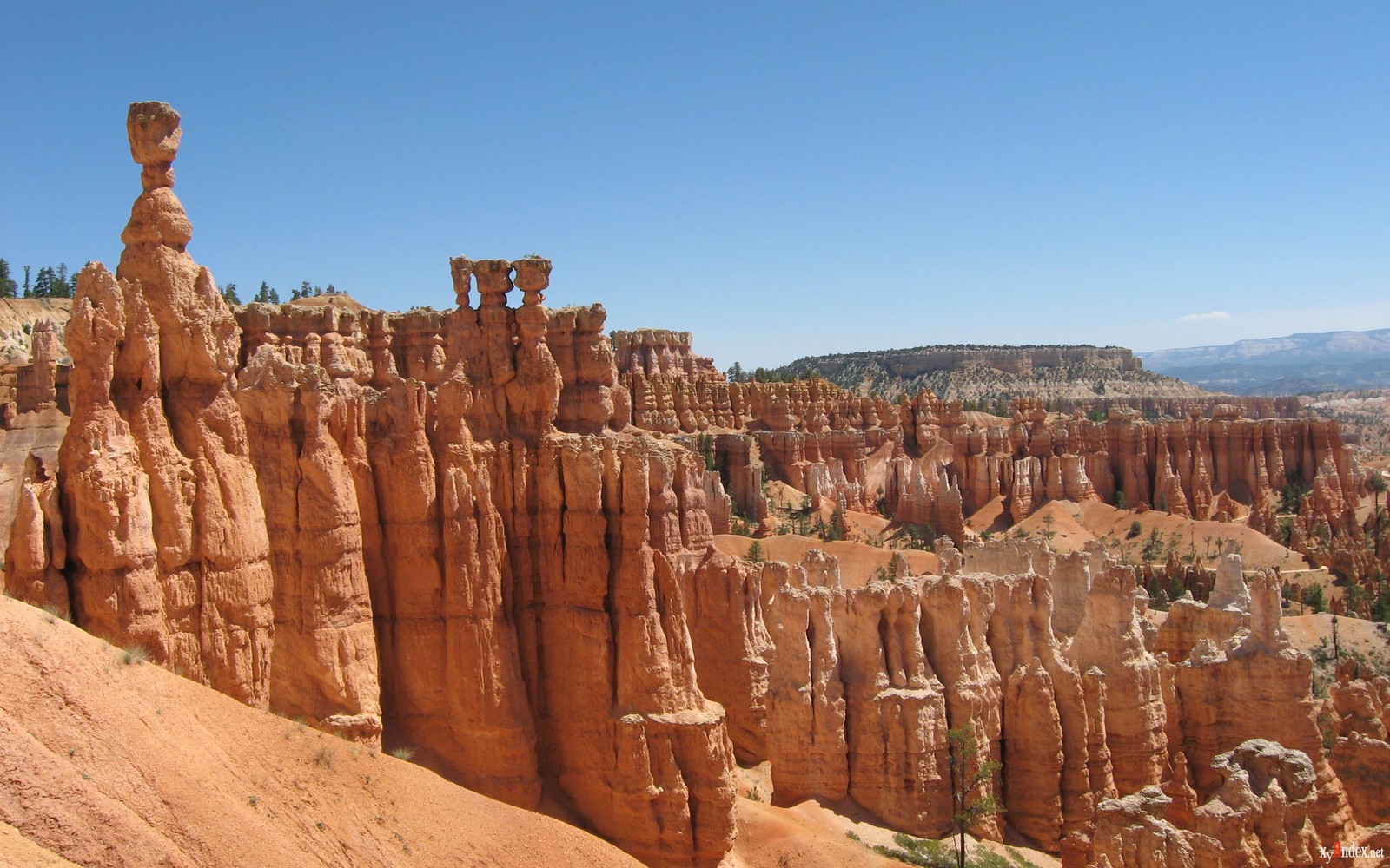 Image aérienne de girafes dans le canyon de hoodoo (parc national de bryce canyon, bryce canyon city, parc national, parc, badlands)