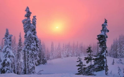 Sonnenaufgang über einer verschneiten Landschaft mit mit Frost bedeckten Nadelbäumen in einer ruhigen Winterlandschaft.