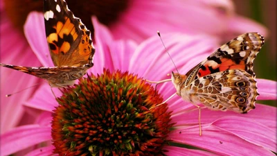 Borboletas coloridas polinizando flores vibrantes