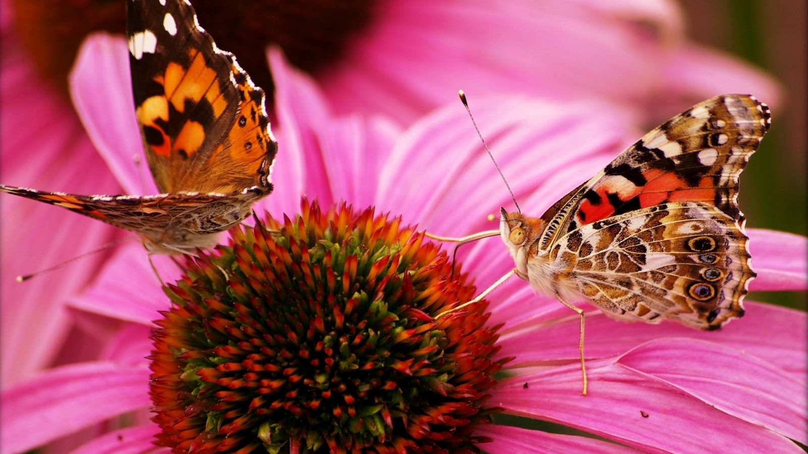 Hay dos mariposas sentadas en una flor (insecto, mariposa, polillas y mariposas, invertebrado, polinizador)