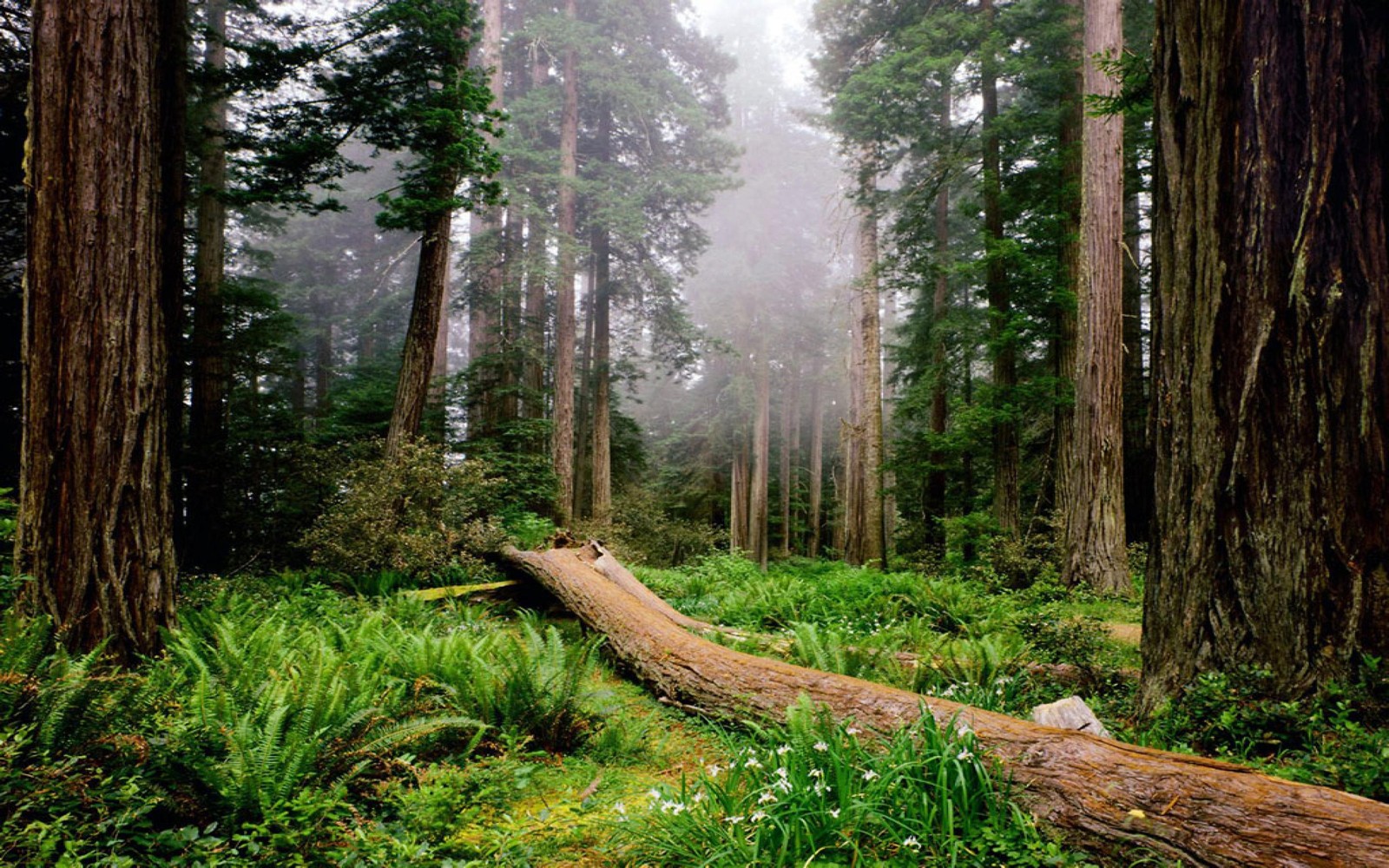 Un grand tronc au milieu d'une forêt avec de grands arbres (séquoia côtière, parc, parc national, forêt, nature)