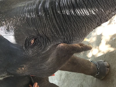 Primer plano de la piel arrugada de un elefante y su ojo expresivo, mostrando su naturaleza terrestre en un zoológico en Tailandia.