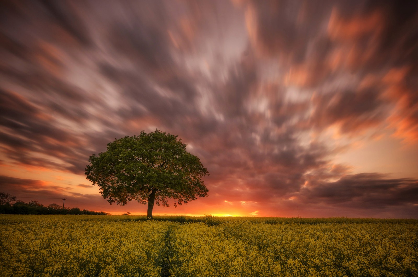 A lone tree stands in a field of yellow flowers at sunset (sunset, evening, horizon, nature, tree)