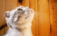 Adorable Ragdoll Kitten Gazing Upwards