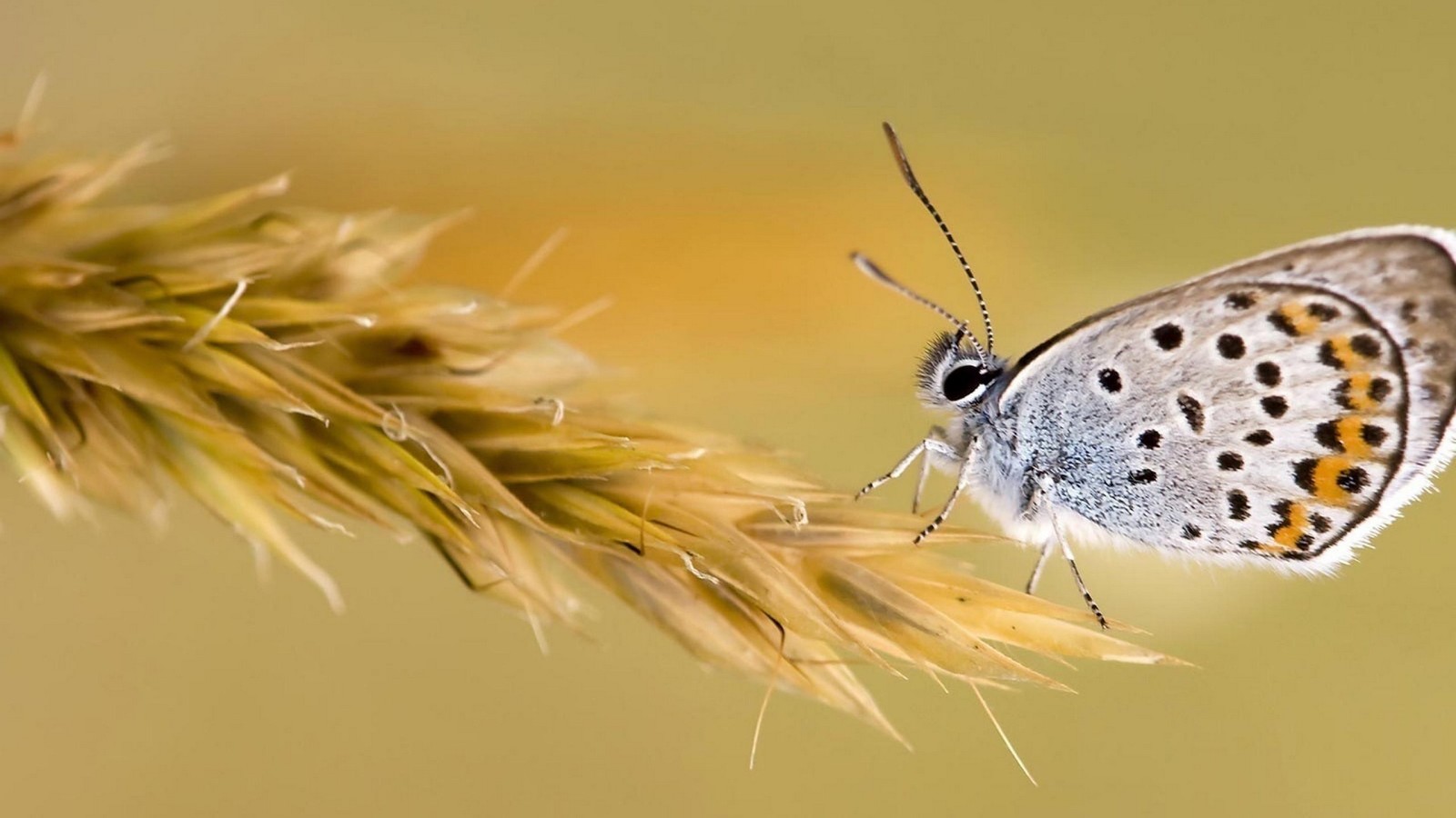 Il y a un petit papillon qui se pose sur une plante (insecte, papillon, invertébré, papillons de nuit et papillons, lycénidé)