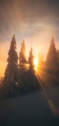 Crépuscule Lumière du Soleil Filtrant à Travers des Arbres Couverts de Neige