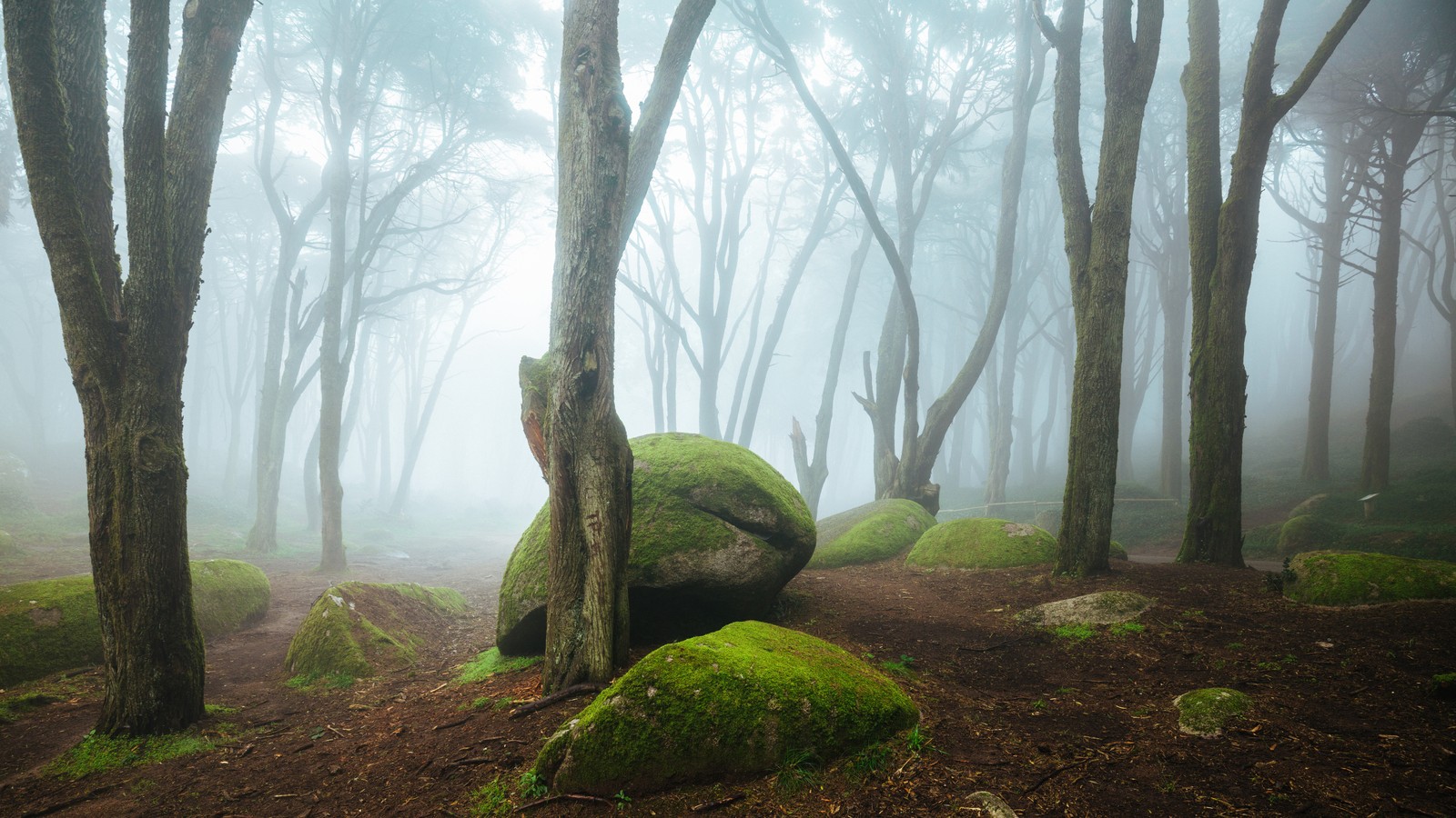 Una vista de un bosque brumoso con rocas y árboles (reserva natural, niebla, vegetación, bosque, ecosistema)