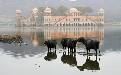 Rinder am Wasser mit Reflexion des Taj Mahal im Hintergrund