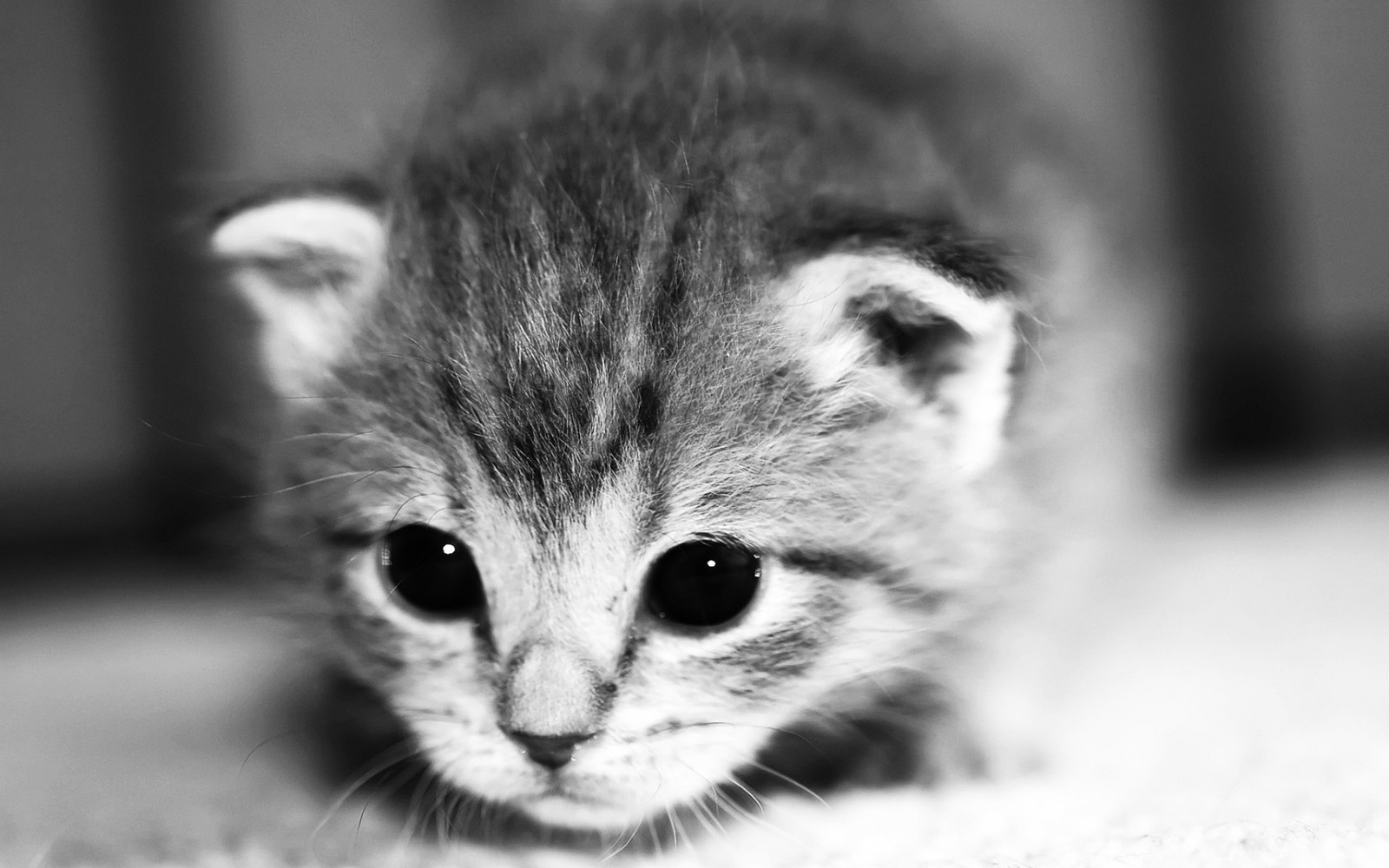 Hay un pequeño gatito que está mirando a la cámara (gatito, negro, gato persa, blanco y negro, gato bicolor)