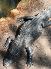 Crocodilo do Nilo tomando sol na margem do rio