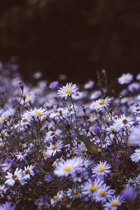 Asters morados vibrantes en floración primaveral