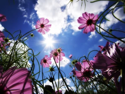 nube, colores, flor, flores, verde