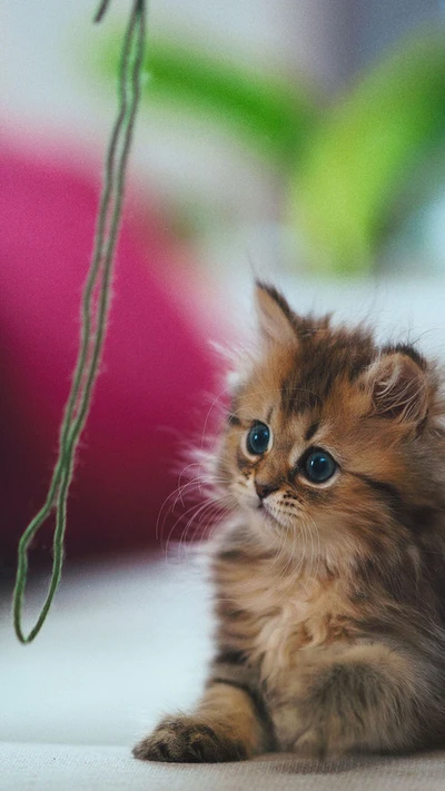 cat, cute