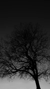 Haunting Winter Silhouette of a Leafless Tree