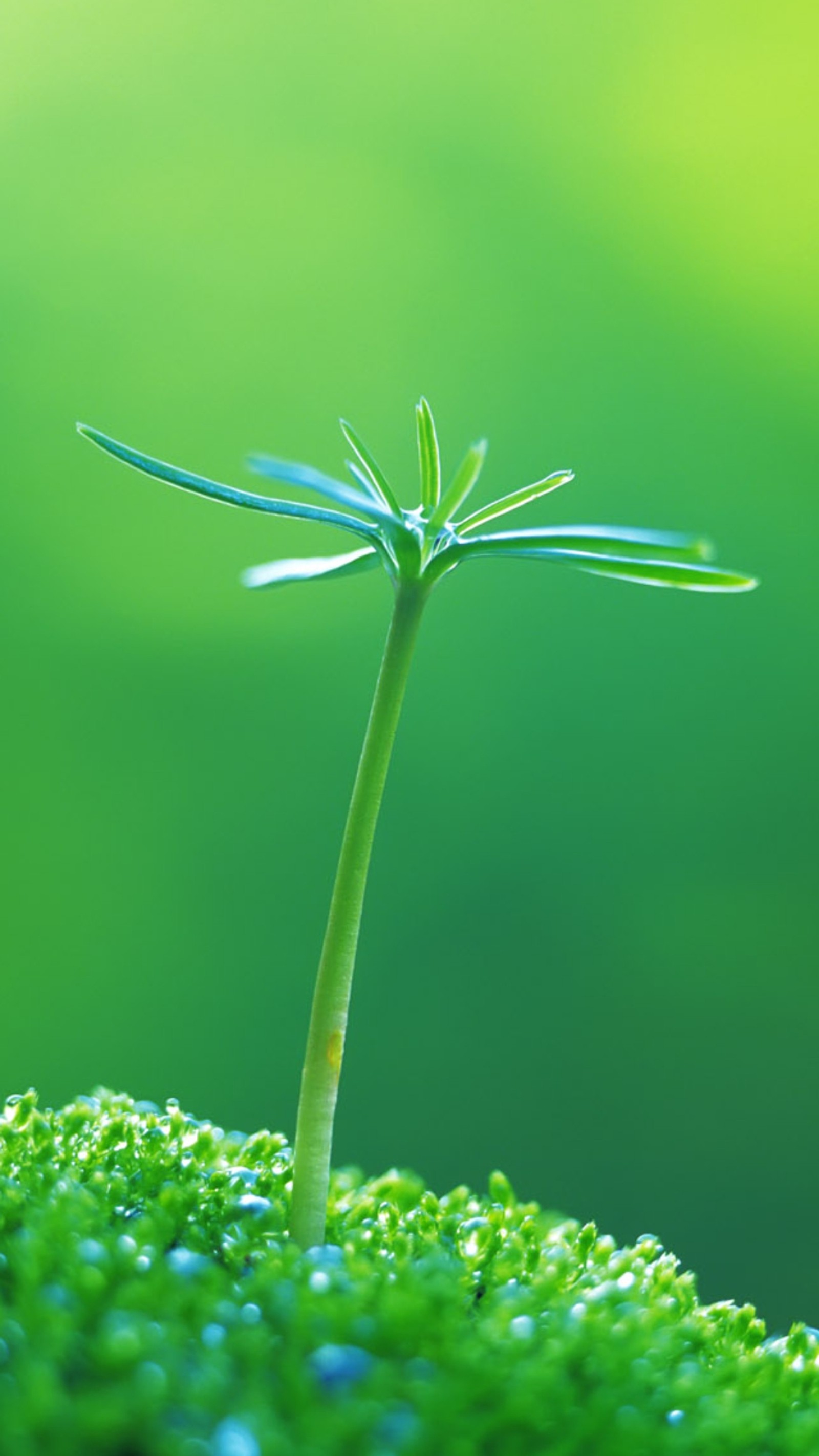 A close up of a small plant with a green background (green, nature, start)