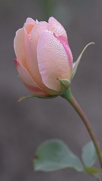 drops, flower, rose