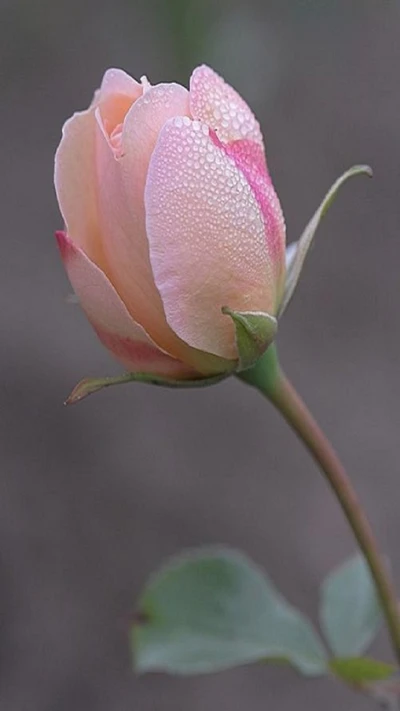 drops, flower, rose