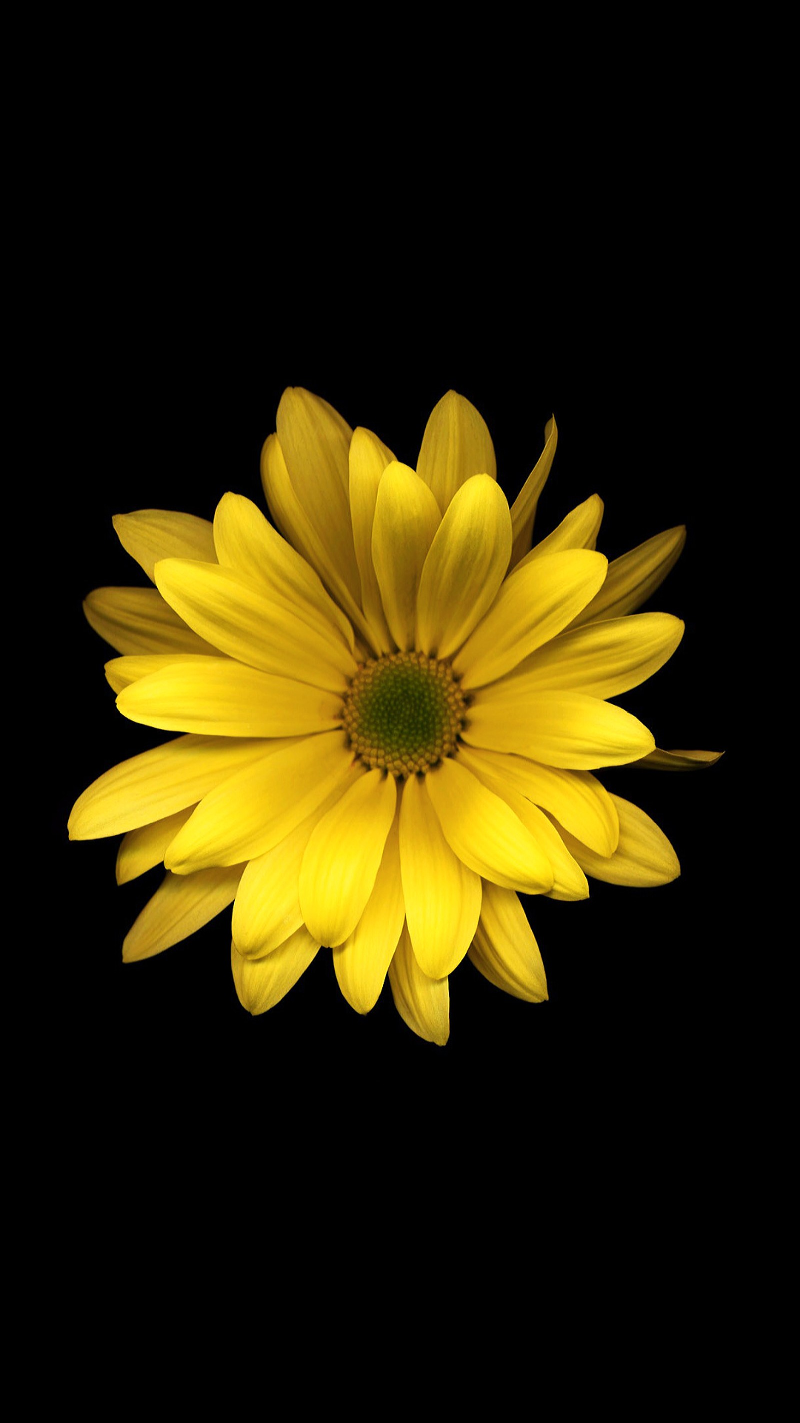 Yellow flower on black background with no one around (daisy, flower, hd, nature, yellow)