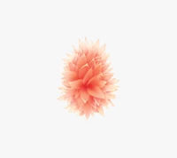 apple, flower, ios, iphone, se wallpaper