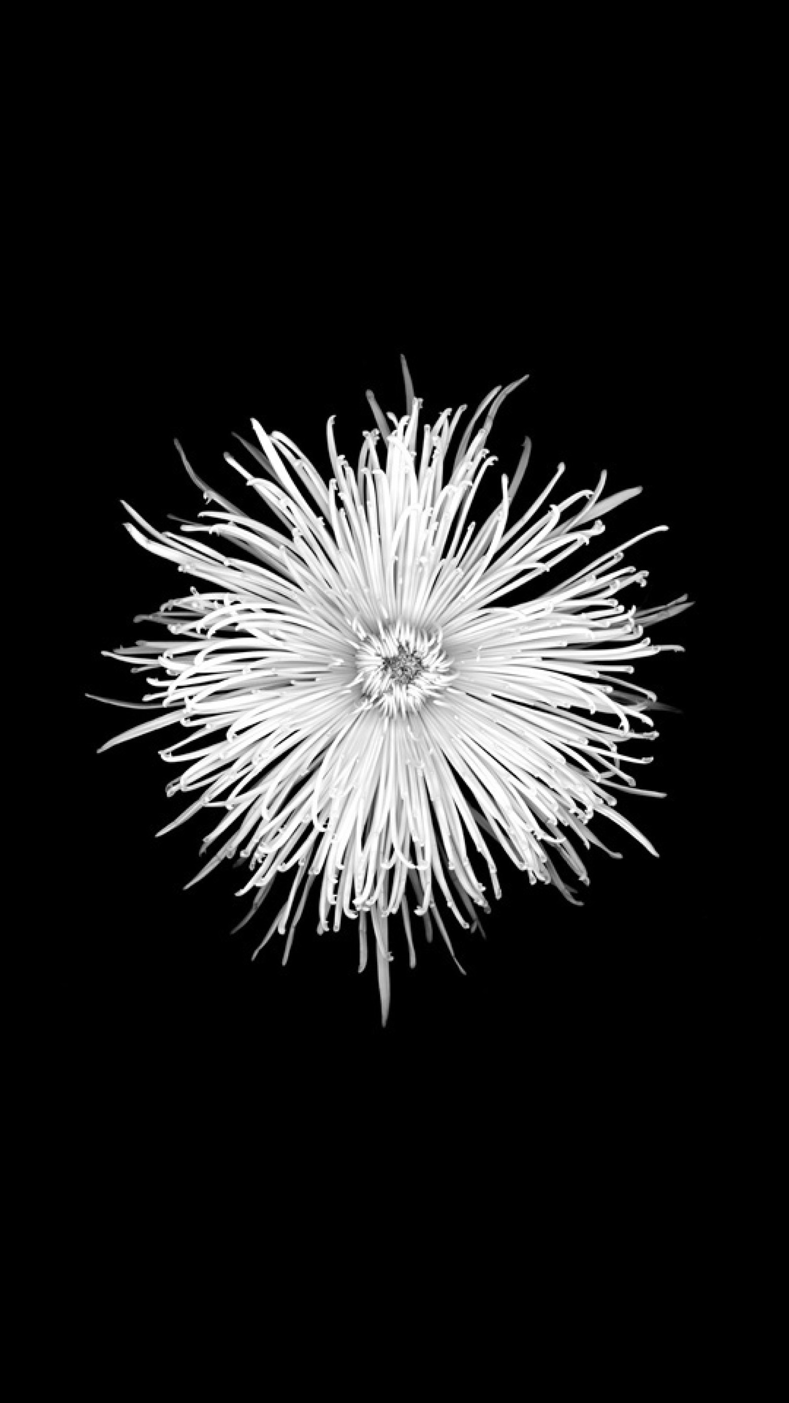 Arafed flower in black and white against a black background (flower, white)