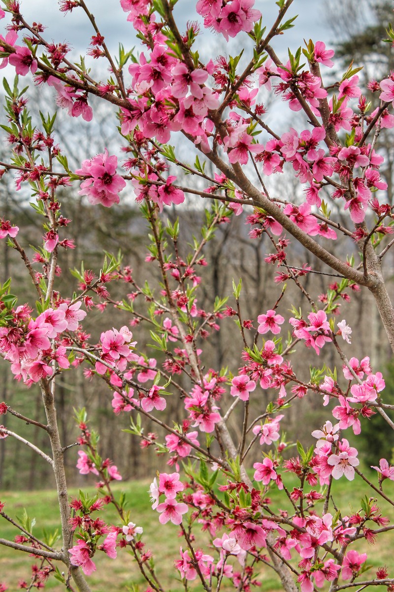 A close up of a pink flowered tree with a bird perched on it (flower, pink)