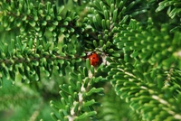 Roter Käfer zwischen üppigem grünem Fichtenlaub