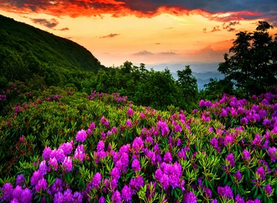 flores, paisagem, natureza